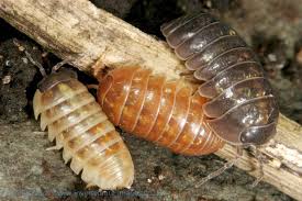 Isopods & Bioactive Cleaner Cultures & Kits
