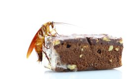 gut load feeder insects with bug brownie