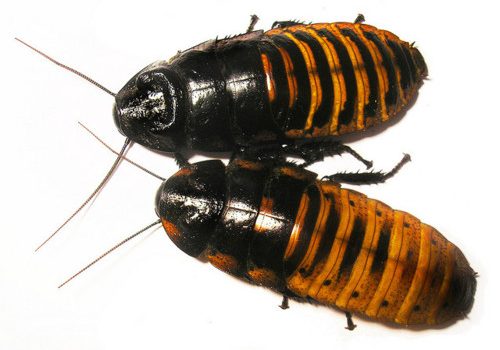 Madagascar Hisser Roach Colony