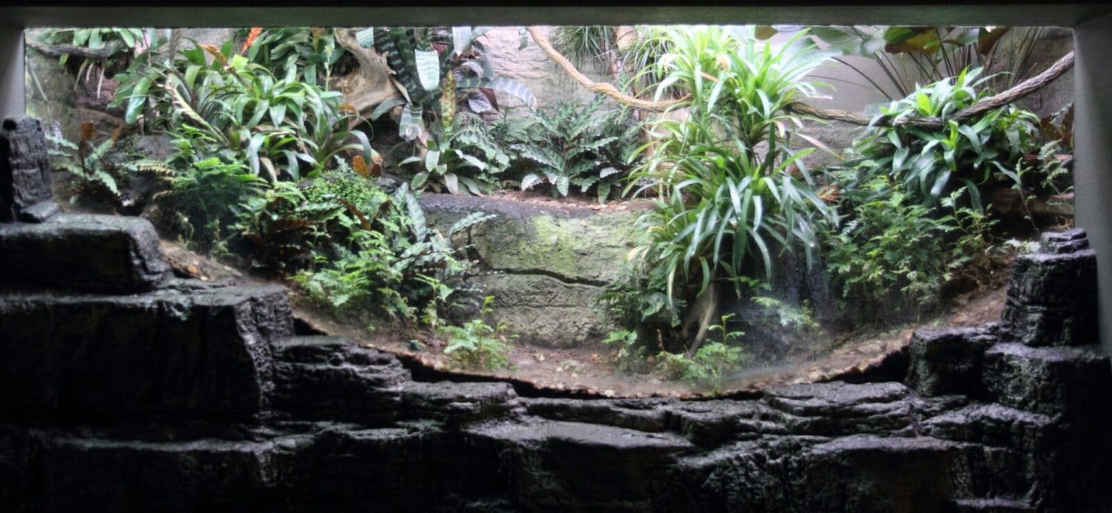 Bioactive Guides | 10 Best Bioactive Tank Tips | By RRF